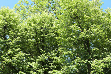 Beautiful trees with green leaves growing under blue sky, low angle view