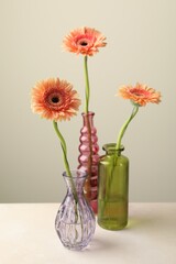 Beautiful gerbera flowers in glass vases on white table against light grey background