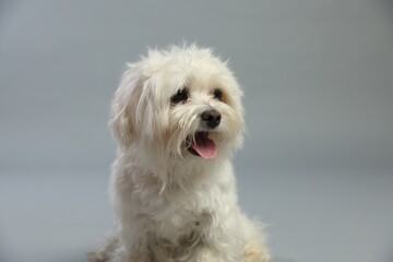 Cute white Maltese dog on light grey background