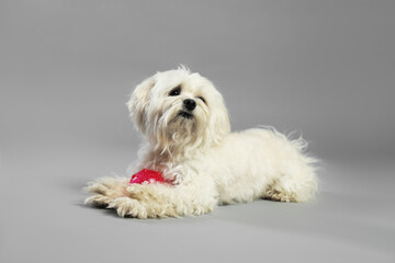 Cute white Maltese dog with toy on light grey background