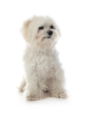 Cute Maltese dog on white background. Adorable pet