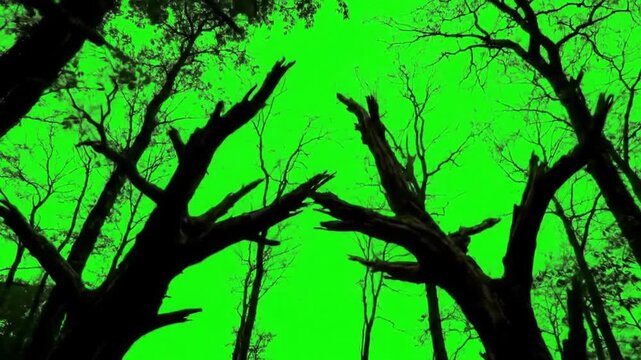 silhouette of a tree in the forest