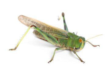 Fototapeta premium One locust on white background. Wild insect
