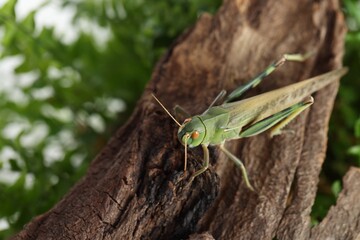 One locust on snag outdoors, closeup. Wild insect
