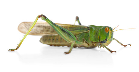 One locust on white background. Wild insect