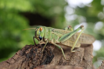 One locust on snag outdoors, closeup. Wild insect