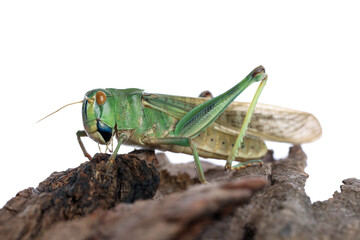 One locust on snag against white background. Wild insect