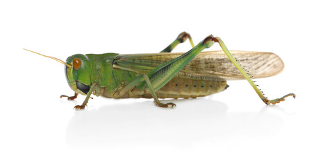 One locust on white background. Wild insect