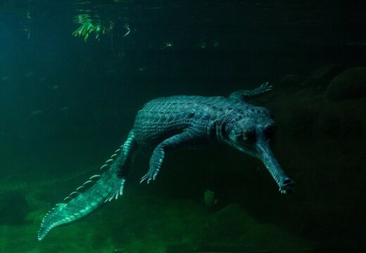 gharial in the water