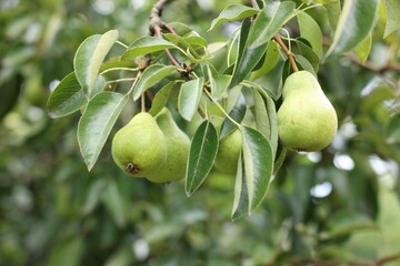Pear tree branch with fruits in garden, closeup