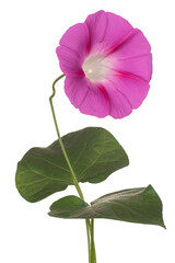 Morning Glory flower
