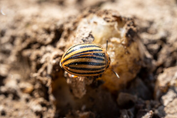 Colorado potato beetle on potato tuber close up, harmful insect pest damaging crops, agriculture and farming concept macro