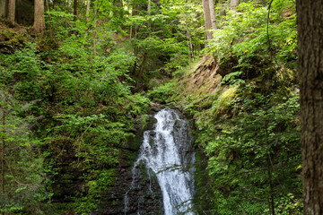 Fototapeta premium A slender waterfall cascades down a rocky slope densely covered in moss and ferns, nestled deep within a thick forest. Lush green vegetation and tall trees surround it, creating an atmosphere of tranq