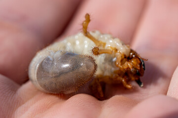 Cockchafer larva white grub in human hand close up, common soil pest insect damaging roots and...