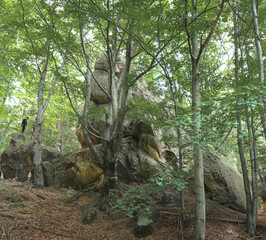 Obraz premium Hidden within a dense forest, majestic rocks resembling ancient giants create an atmosphere of mystery and adventure. Scattered sunlight filters through the tree canopies, illuminating the giant stone