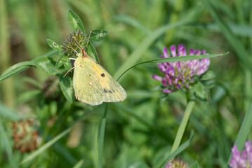 Clouded Yellow (Colias croceus) Butterfly perched on pink flower in Zurich, Switzerland