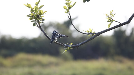 Pied kingfisher preening in a tree
