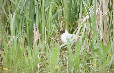 A Black-headed Gull sits attentively on its nest, nestled among the green reeds, carefully watching...