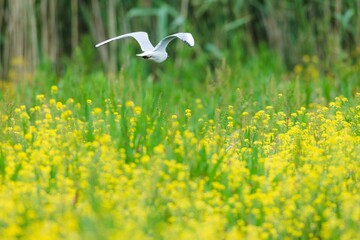 A single white bird flies over a field of bright yellow flowers on a sunny day. Green reeds stand...