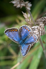 Common Blue butterfly perched on plant in chalk grasslands