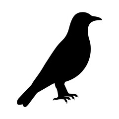 Silhouette of a perched black bird, side view, isolated on white background