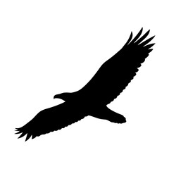Silhouette of a majestic eagle soaring high in the sky with open wings