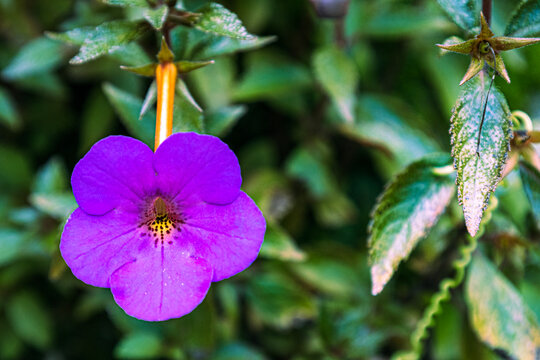 Close-up of a vibrant purple Achimenes grandiflora flower in bloom, symbolizing beauty, elegance, and tropical charm. Perfect for nature, gardening, and floral design concepts.