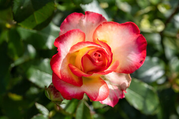 Close up of red and yellow bicolor rose in full bloom with green background, romantic flower symbol of love, passion, beauty and elegant floral design inspiration