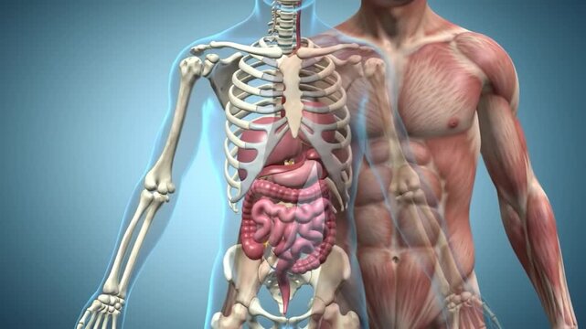 Human anatomy illustration showing digestive system