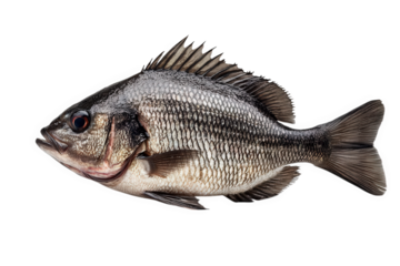 A single fresh fish isolated on transparent background, ready for culinary use