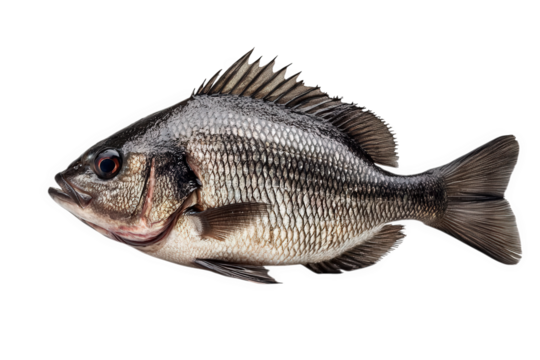 A single fresh fish isolated on transparent background, ready for culinary use