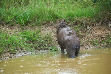 Male capybara, Hydrochoerus hydrochaeris, emerging from the water as the rain begins. It is the largest living rodent. El Palmar National Park, Entre Rios, Argentina.