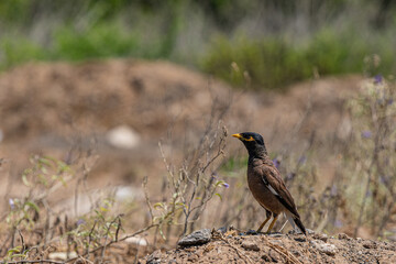 mynah bird yellow-billed starling close-up	
