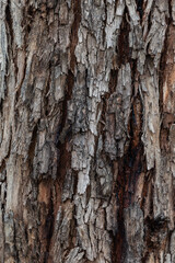 bark of a tree close up