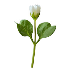 Delicate white flower blooming natural garden botanical photography serene environment close-up view floral beauty