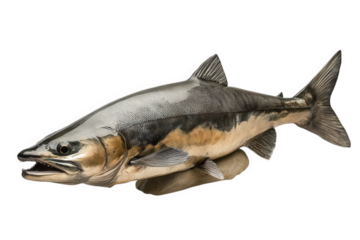 A whole salmon fish isolated on transparent background
