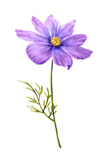 Purple cosmos flower on stem. Watercolor hand drawn illustration of cosmea isolated