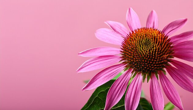 pink coneflower blooming with green leaves on pink background