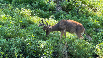 white tail deer in the woods