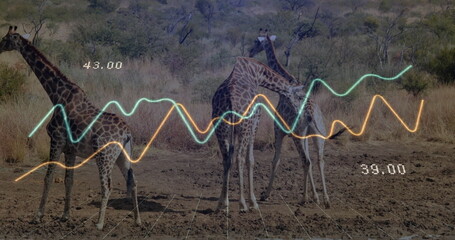 Standing three giraffes surveying parched savannah, with waveform overlays and numeric labels