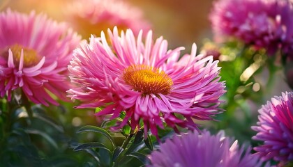 bright pink asters blooming in a sunny summer garden