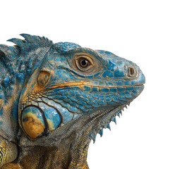 Fototapeta premium Tropical lizard with vibrant blue and orange skin in natural habitat on a transparent background, cut out.