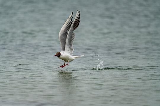 M&ouml;ve beim Abflug