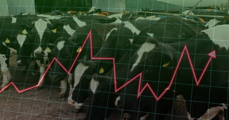 Feeding dairy cows with yellow ear tags at barn barrier, green grid and red line graph