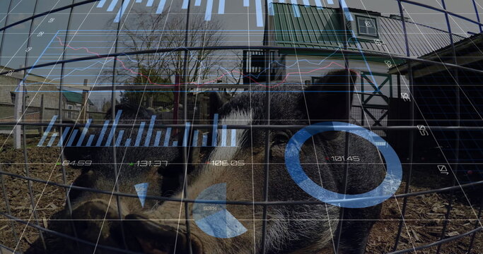 Standing two dark-skinned pigs sniffing in outdoor pen behind mesh fence, showing digital overlay