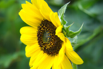 beautiful sunflower macro nature picture