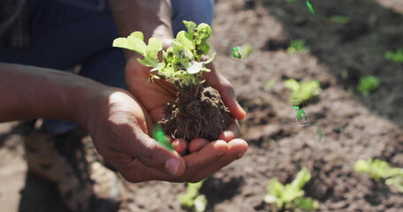 Planting gardener kneeling in sunlit garden bed wearing jeans and boots, holding seedling in hands