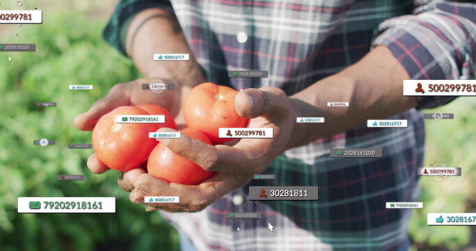 Farmer in plaid shirt holding ripe red tomatoes in tomato field, with data labels