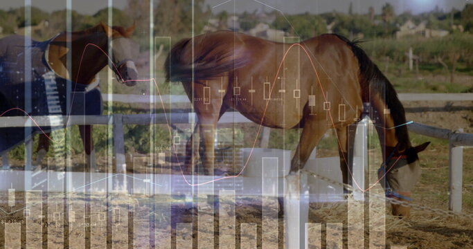 Grazing brown horse lowering head eating hay at white fence in paddock, with stock market overlay - Powered by Adobe