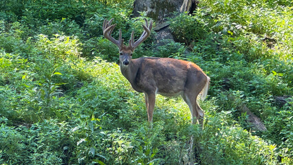 white tail deer in the woods